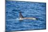 Killer whale (orca) (Orcinus orca), Weddell, Sea, Antarctica, Polar Regions-Michael Runkel-Mounted Photographic Print