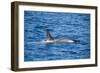 Killer whale (orca) (Orcinus orca), Weddell, Sea, Antarctica, Polar Regions-Michael Runkel-Framed Photographic Print