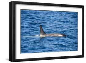 Killer whale (orca) (Orcinus orca), Weddell, Sea, Antarctica, Polar Regions-Michael Runkel-Framed Photographic Print