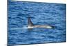 Killer whale (orca) (Orcinus orca), Weddell, Sea, Antarctica, Polar Regions-Michael Runkel-Mounted Photographic Print