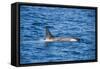 Killer whale (orca) (Orcinus orca), Weddell, Sea, Antarctica, Polar Regions-Michael Runkel-Framed Stretched Canvas