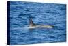 Killer whale (orca) (Orcinus orca), Weddell, Sea, Antarctica, Polar Regions-Michael Runkel-Stretched Canvas