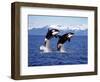 KILLER WHALE Orcinus Orca, PAIR Leaping, CANADA-slowmotiongli-Framed Photographic Print