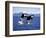 KILLER WHALE Orcinus Orca, PAIR Leaping, CANADA-slowmotiongli-Framed Photographic Print