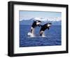 KILLER WHALE Orcinus Orca, PAIR Leaping, CANADA-slowmotiongli-Framed Photographic Print