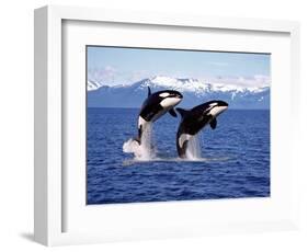 KILLER WHALE Orcinus Orca, PAIR Leaping, CANADA-slowmotiongli-Framed Photographic Print