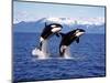 KILLER WHALE Orcinus Orca, PAIR Leaping, CANADA-slowmotiongli-Mounted Photographic Print