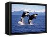 KILLER WHALE Orcinus Orca, PAIR Leaping, CANADA-slowmotiongli-Framed Stretched Canvas