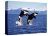 KILLER WHALE Orcinus Orca, PAIR Leaping, CANADA-slowmotiongli-Stretched Canvas