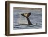 Killer Whale (Orcinus Orca) Tail Slapping At Sunset, Transient Race, Vancouver Island-Bertie Gregory-Framed Photographic Print