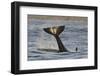 Killer Whale (Orcinus Orca) Tail Slapping At Sunset, Transient Race, Vancouver Island-Bertie Gregory-Framed Photographic Print