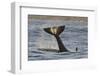 Killer Whale (Orcinus Orca) Tail Slapping At Sunset, Transient Race, Vancouver Island-Bertie Gregory-Framed Photographic Print