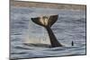 Killer Whale (Orcinus Orca) Tail Slapping At Sunset, Transient Race, Vancouver Island-Bertie Gregory-Mounted Photographic Print