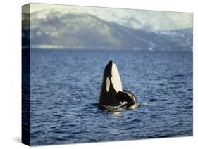 Killer Whale Spy Hopping with Calf in an Arctic Fjord, Norway, Scandinavia, Europe-Dominic Harcourt-webster-Stretched Canvas