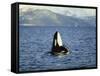 Killer Whale Spy Hopping with Calf in an Arctic Fjord, Norway, Scandinavia, Europe-Dominic Harcourt-webster-Framed Stretched Canvas
