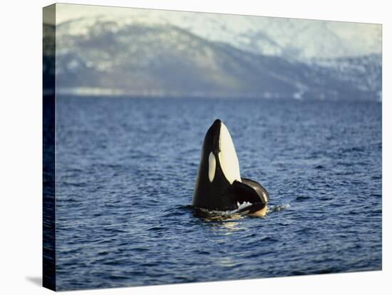 Killer Whale Spy Hopping with Calf in an Arctic Fjord, Norway, Scandinavia, Europe-Dominic Harcourt-webster-Stretched Canvas