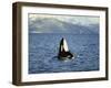 Killer Whale Spy Hopping with Calf in an Arctic Fjord, Norway, Scandinavia, Europe-Dominic Harcourt-webster-Framed Photographic Print