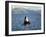 Killer Whale Spy Hopping with Calf in an Arctic Fjord, Norway, Scandinavia, Europe-Dominic Harcourt-webster-Framed Photographic Print