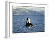 Killer Whale Spy Hopping with Calf in an Arctic Fjord, Norway, Scandinavia, Europe-Dominic Harcourt-webster-Framed Photographic Print