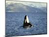Killer Whale Spy Hopping with Calf in an Arctic Fjord, Norway, Scandinavia, Europe-Dominic Harcourt-webster-Mounted Photographic Print