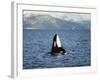 Killer Whale Spy Hopping with Calf in an Arctic Fjord, Norway, Scandinavia, Europe-Dominic Harcourt-webster-Framed Photographic Print