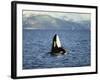 Killer Whale Spy Hopping with Calf in an Arctic Fjord, Norway, Scandinavia, Europe-Dominic Harcourt-webster-Framed Photographic Print