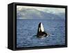 Killer Whale Spy Hopping with Calf in an Arctic Fjord, Norway, Scandinavia, Europe-Dominic Harcourt-webster-Framed Stretched Canvas