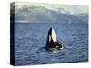 Killer Whale Spy Hopping with Calf in an Arctic Fjord, Norway, Scandinavia, Europe-Dominic Harcourt-webster-Stretched Canvas