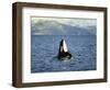 Killer Whale Spy Hopping with Calf in an Arctic Fjord, Norway, Scandinavia, Europe-Dominic Harcourt-webster-Framed Photographic Print