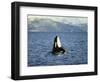 Killer Whale Spy Hopping with Calf in an Arctic Fjord, Norway, Scandinavia, Europe-Dominic Harcourt-webster-Framed Photographic Print