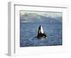 Killer Whale Spy Hopping with Calf in an Arctic Fjord, Norway, Scandinavia, Europe-Dominic Harcourt-webster-Framed Photographic Print