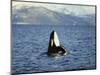 Killer Whale Spy Hopping with Calf in an Arctic Fjord, Norway, Scandinavia, Europe-Dominic Harcourt-webster-Mounted Photographic Print