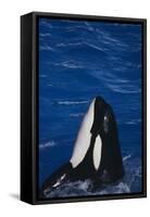 Killer Whale Spyhopping-DLILLC-Framed Stretched Canvas