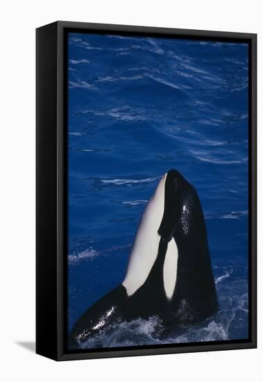 Killer Whale Spyhopping-DLILLC-Framed Stretched Canvas