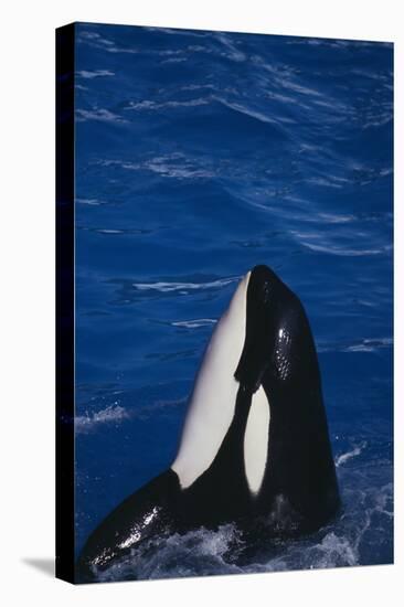 Killer Whale Spyhopping-DLILLC-Stretched Canvas