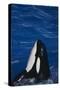 Killer Whale Spyhopping-DLILLC-Stretched Canvas