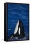 Killer Whale Spyhopping-DLILLC-Framed Stretched Canvas
