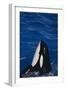 Killer Whale Spyhopping-DLILLC-Framed Premium Photographic Print