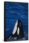 Killer Whale Spyhopping-DLILLC-Framed Stretched Canvas