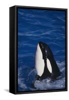 Killer Whale Spyhopping-DLILLC-Framed Stretched Canvas