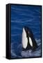 Killer Whale Spyhopping-DLILLC-Framed Stretched Canvas