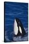 Killer Whale Spyhopping-DLILLC-Stretched Canvas