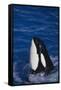 Killer Whale Spyhopping-DLILLC-Framed Stretched Canvas