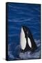 Killer Whale Spyhopping-DLILLC-Framed Stretched Canvas