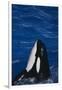 Killer Whale Spyhopping-DLILLC-Framed Photographic Print