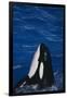 Killer Whale Spyhopping-DLILLC-Framed Photographic Print