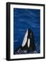 Killer Whale Spyhopping-DLILLC-Framed Photographic Print