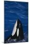 Killer Whale Spyhopping-DLILLC-Mounted Photographic Print