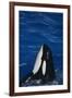 Killer Whale Spyhopping-DLILLC-Framed Photographic Print