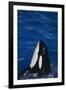 Killer Whale Spyhopping-DLILLC-Framed Photographic Print